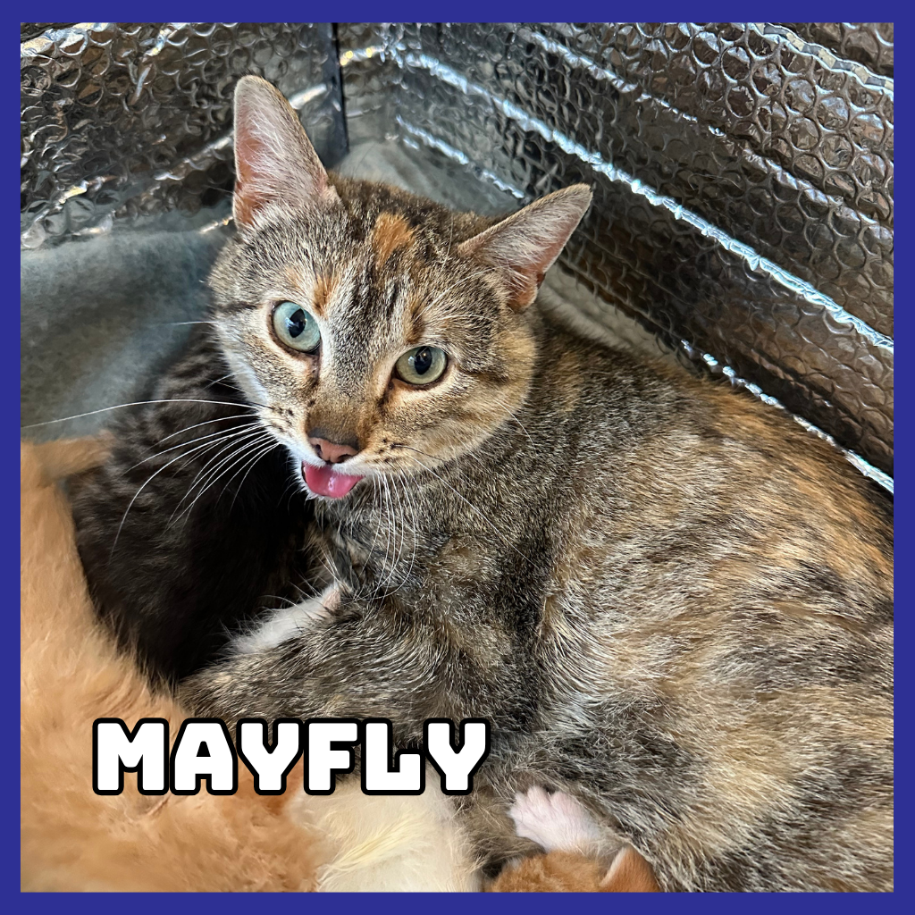 Mayfly