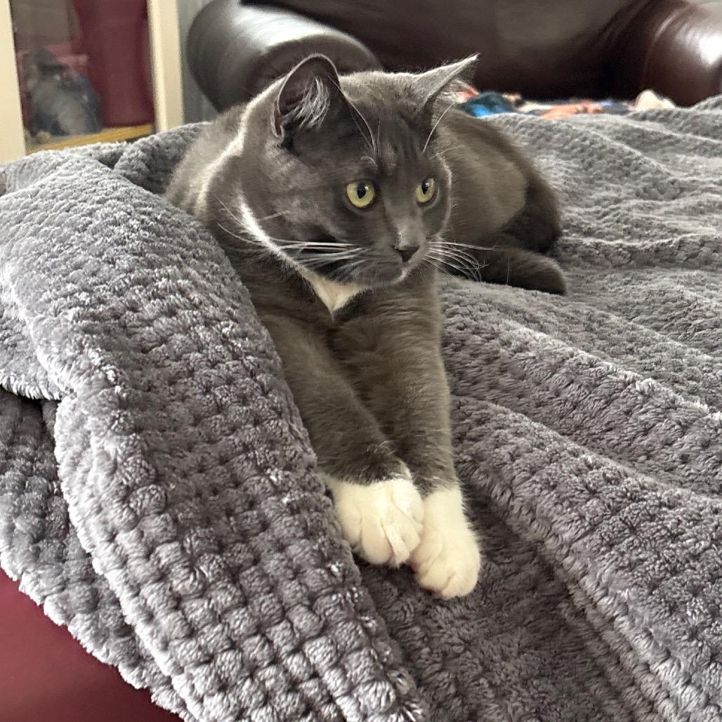 Emmy (Monroe ACO Kitten 2)