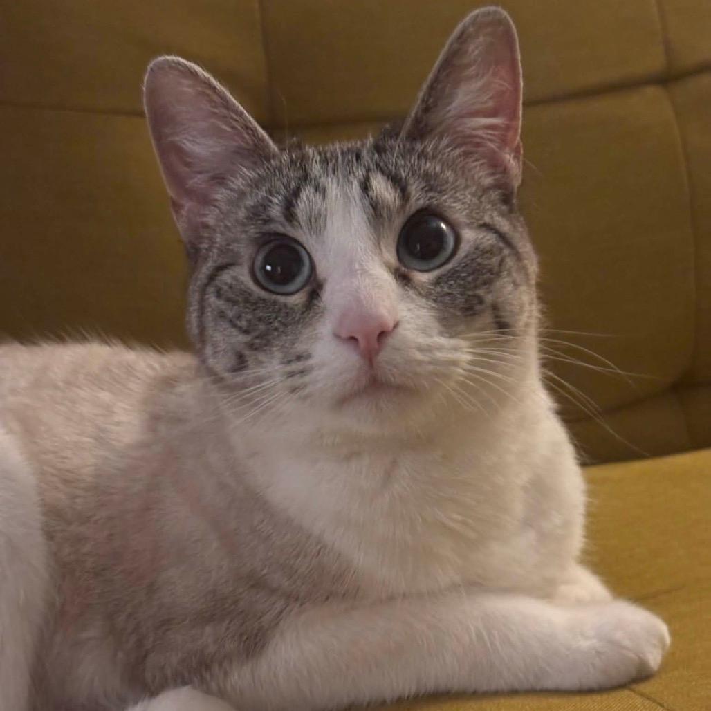Whiskers (incontinent) 