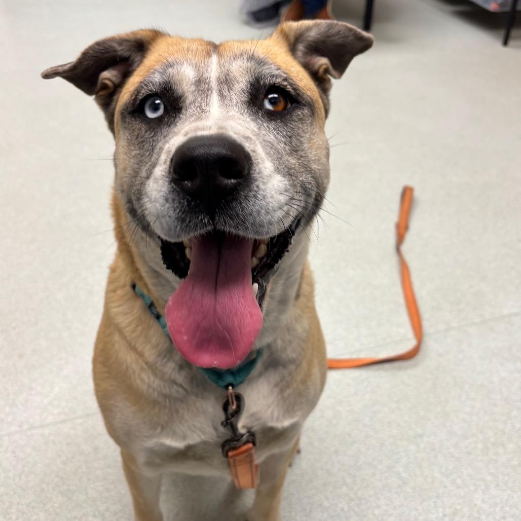 Nova-in foster - 50% OFF