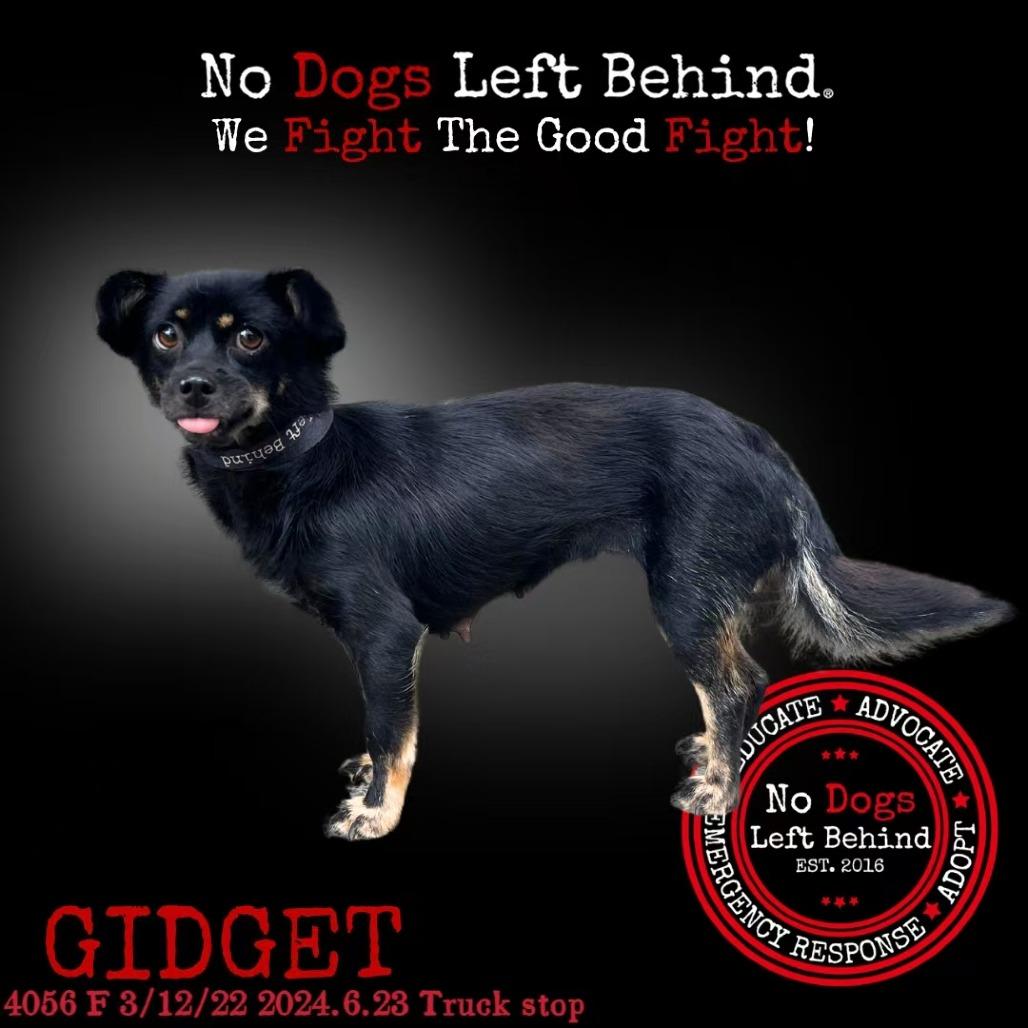 Gidget 4056