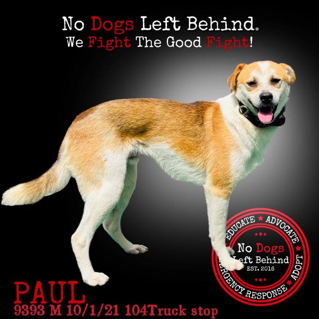 Paul 9393