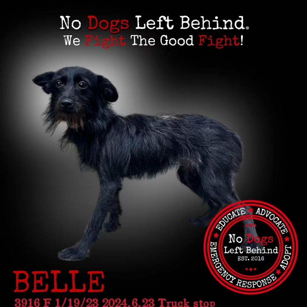 Belle 3916