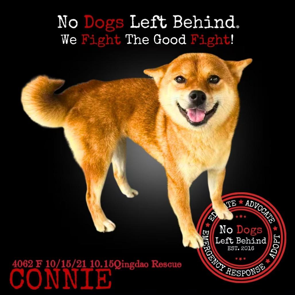Connie 4062