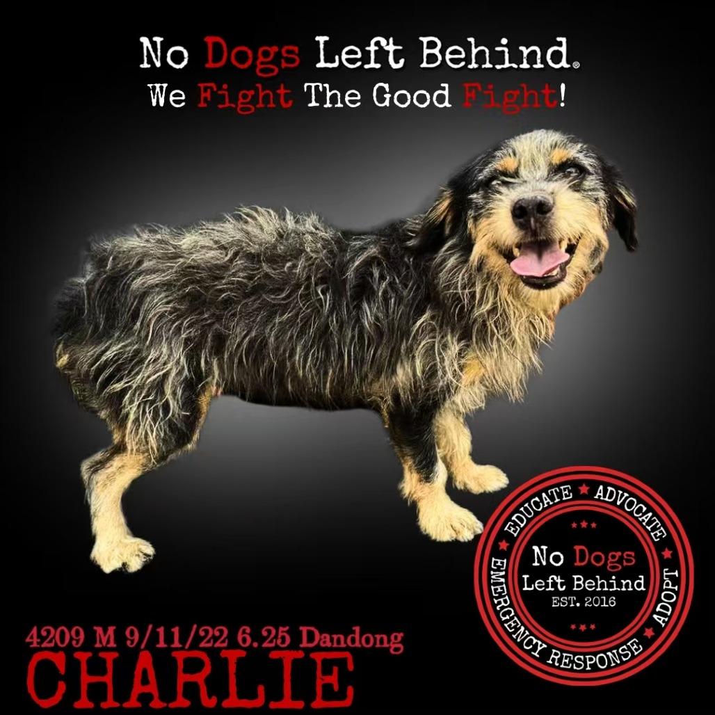 Charlie 4209