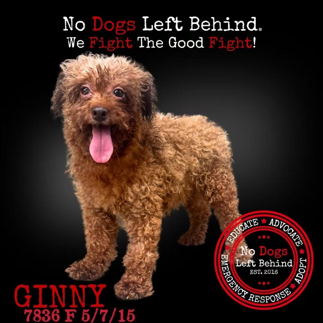 Ginny 7836