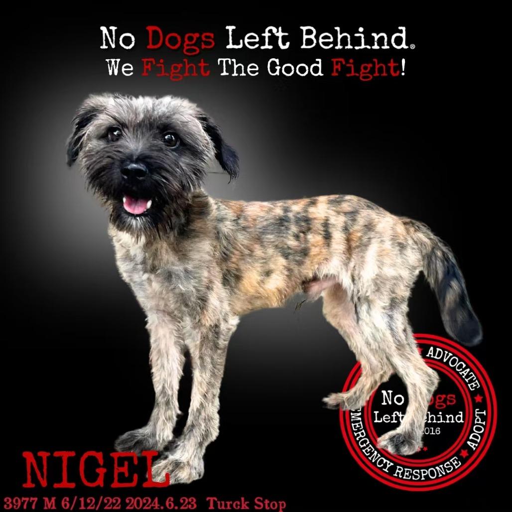 Nigel 3977
