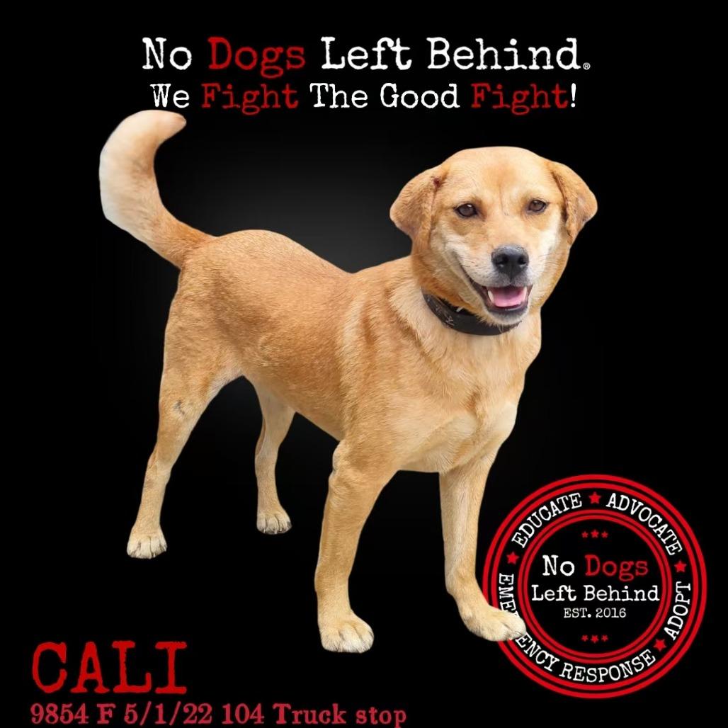 Cali 9854