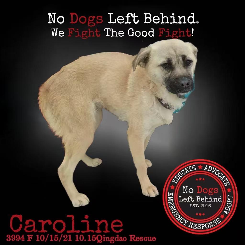 Caroline 3994