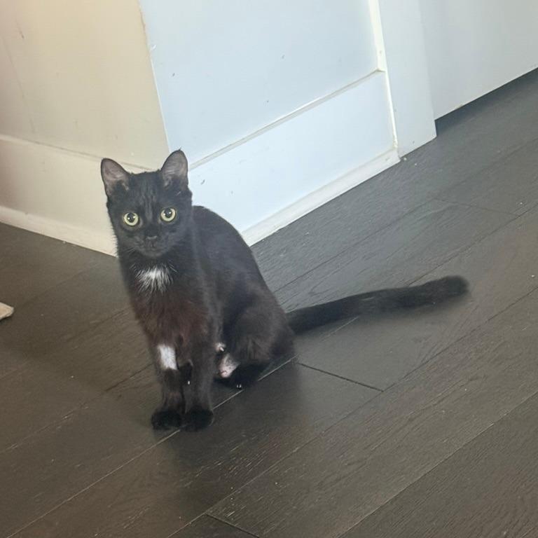 Violet (Bridgertons)