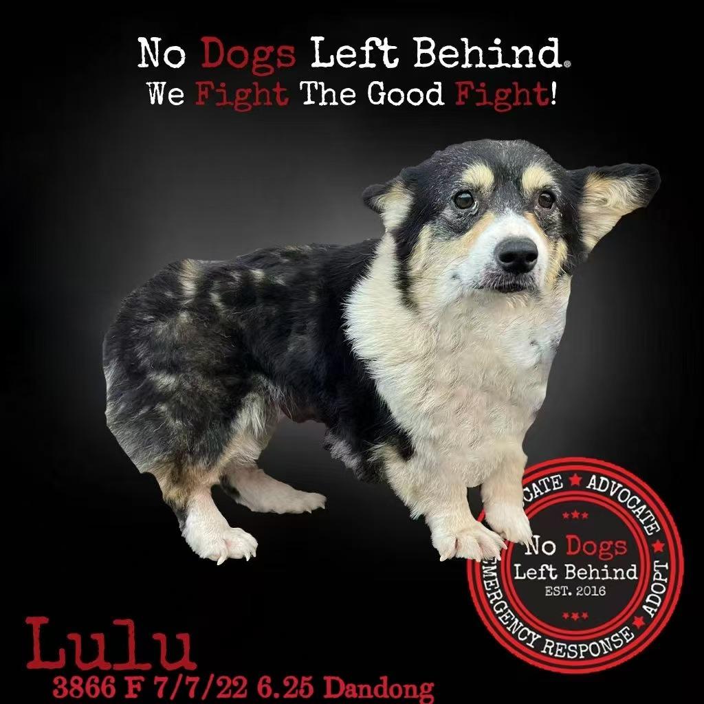 Lulu 3866
