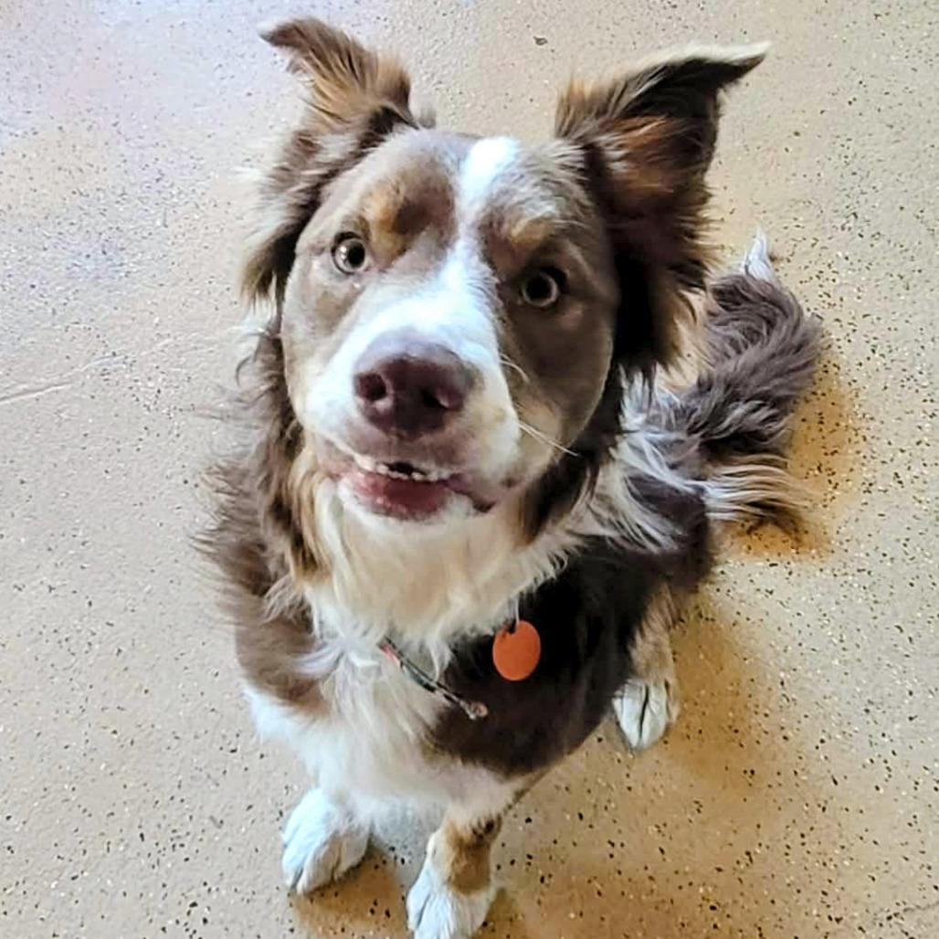 Scout