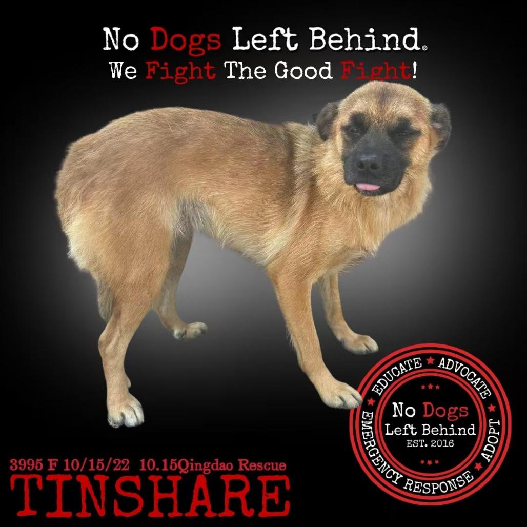 Tinshare 3995