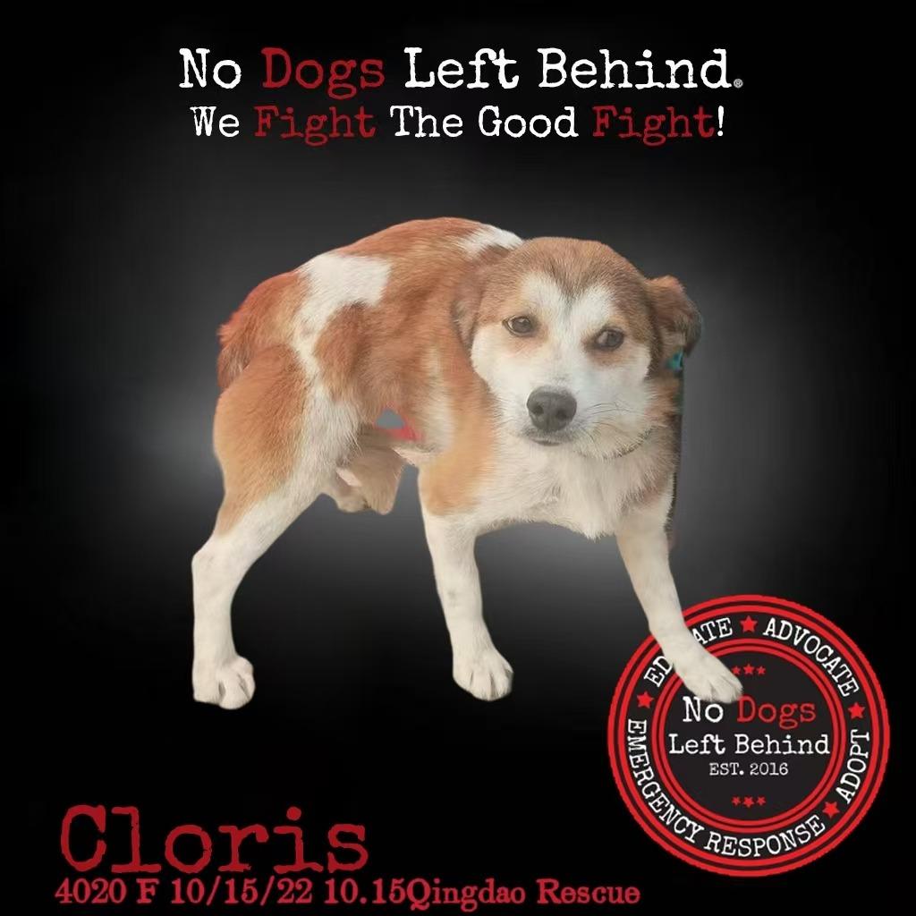 Cloris 4020