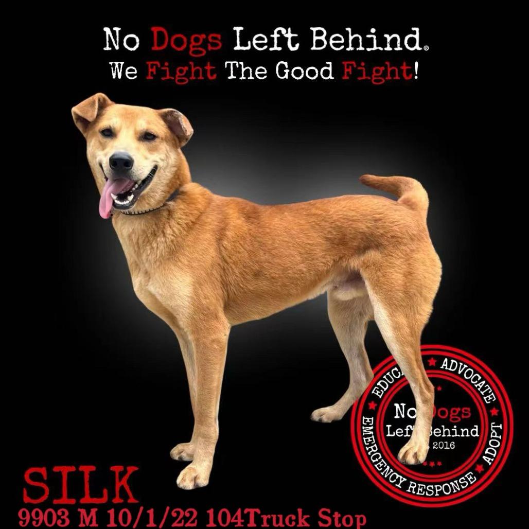 Silk 9903