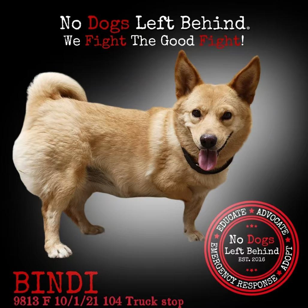Bindi 9813