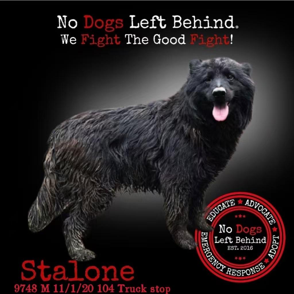 Stalone 9748