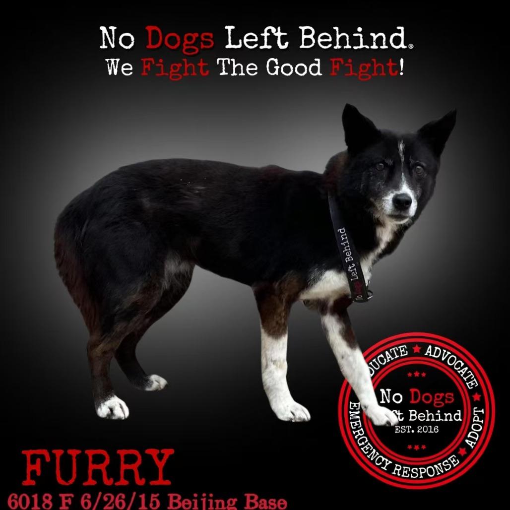 Furry 6018