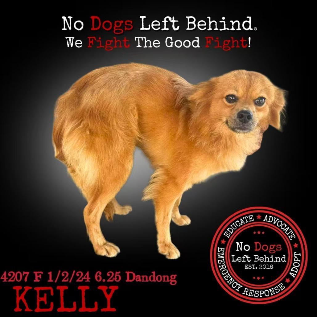 Kelly 4207