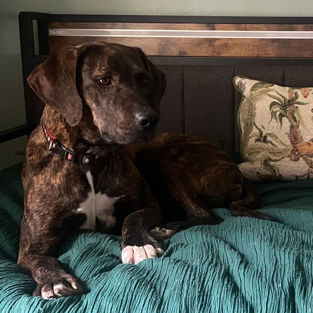 Lilly (Adoption Fee-SPONSORED!) 