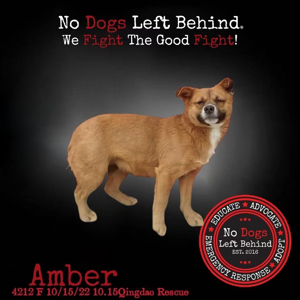 Amber 4212