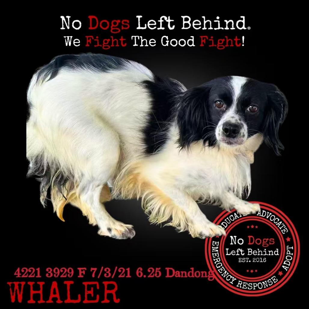 Whaler 4221