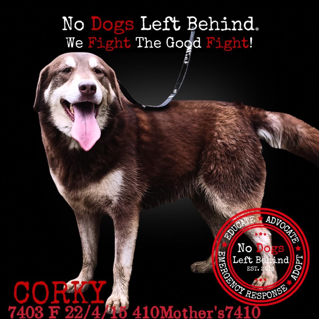Corky 7403