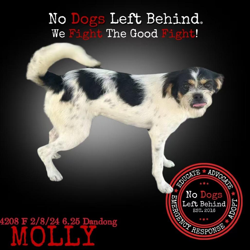 Molly 4208