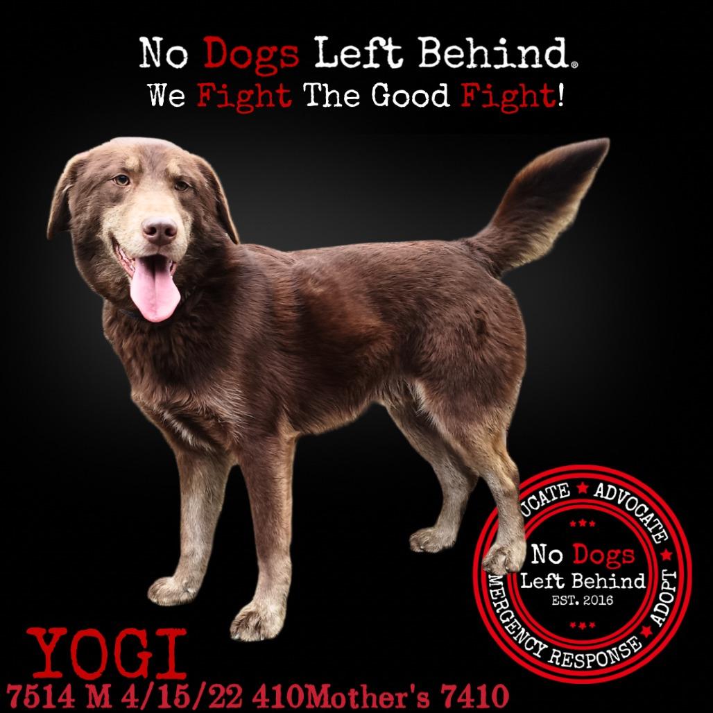 Yogi 7514