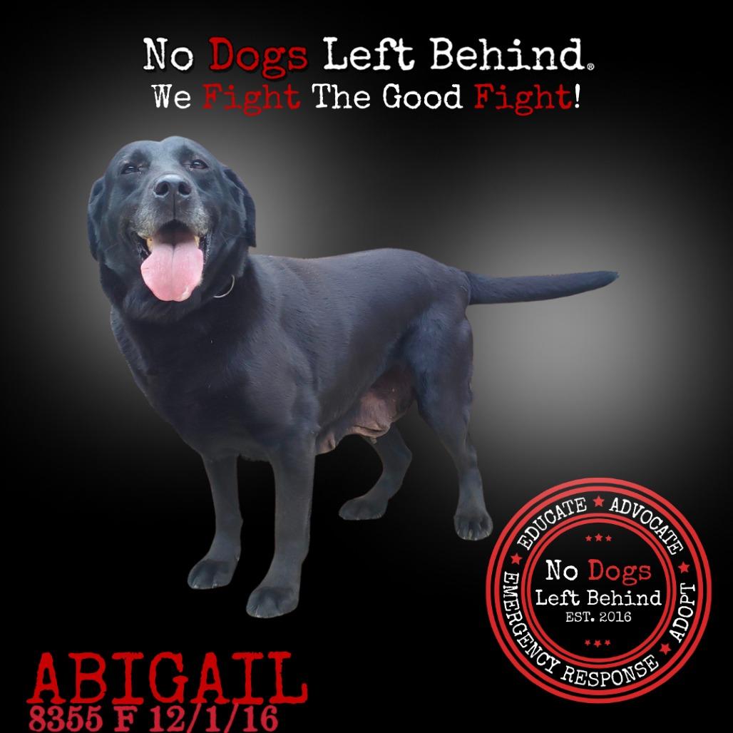 Abigail 8355
