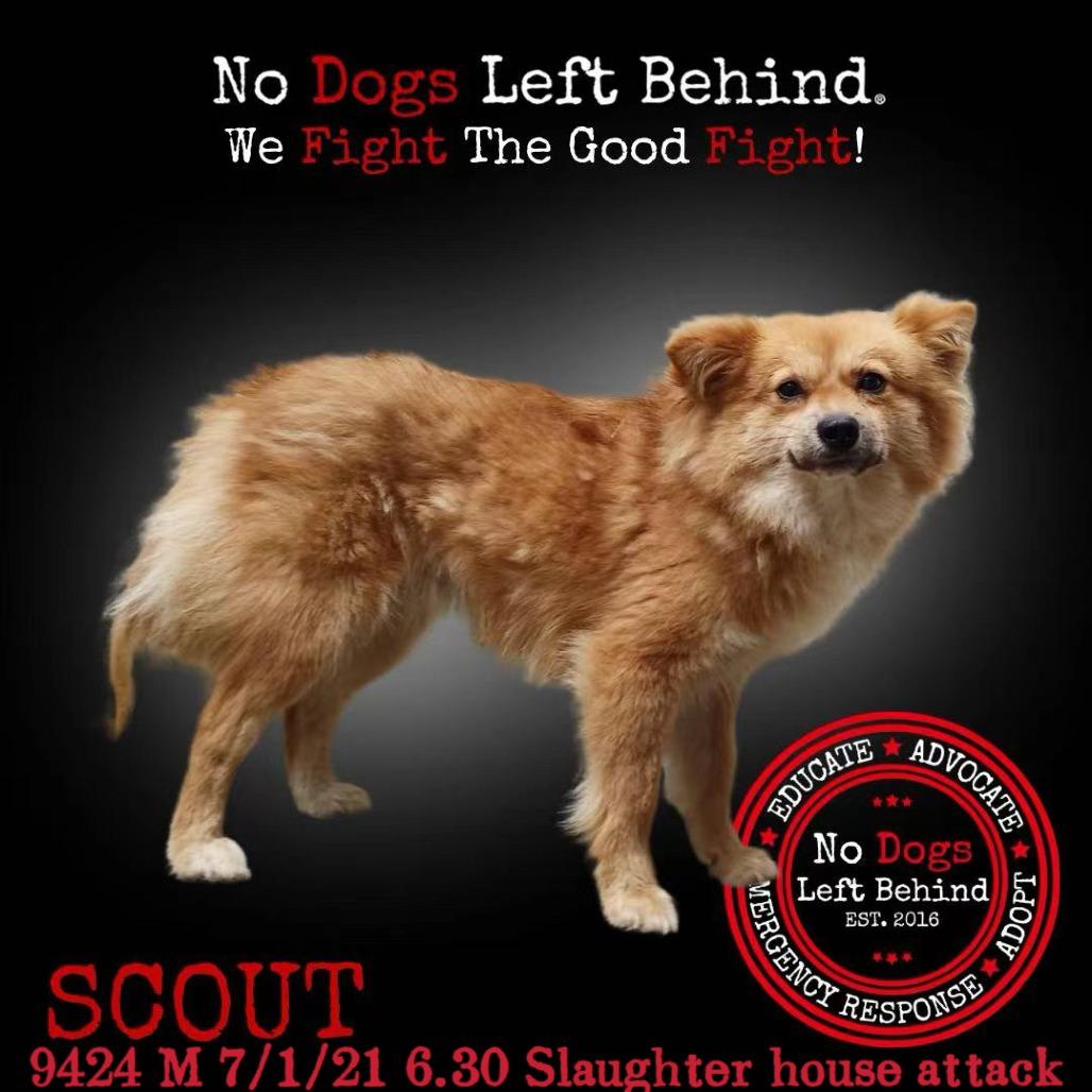 Scout 9424