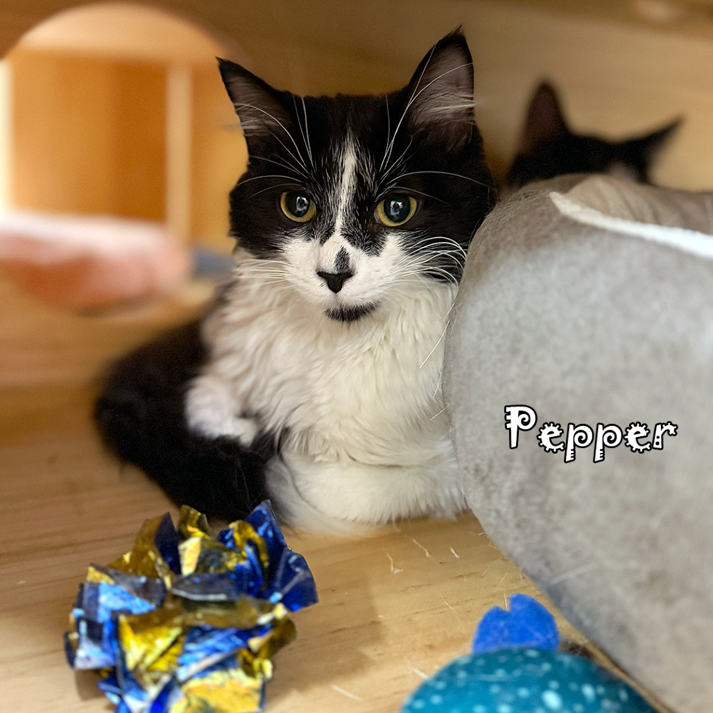 Pepper @PAWZ pet cafe