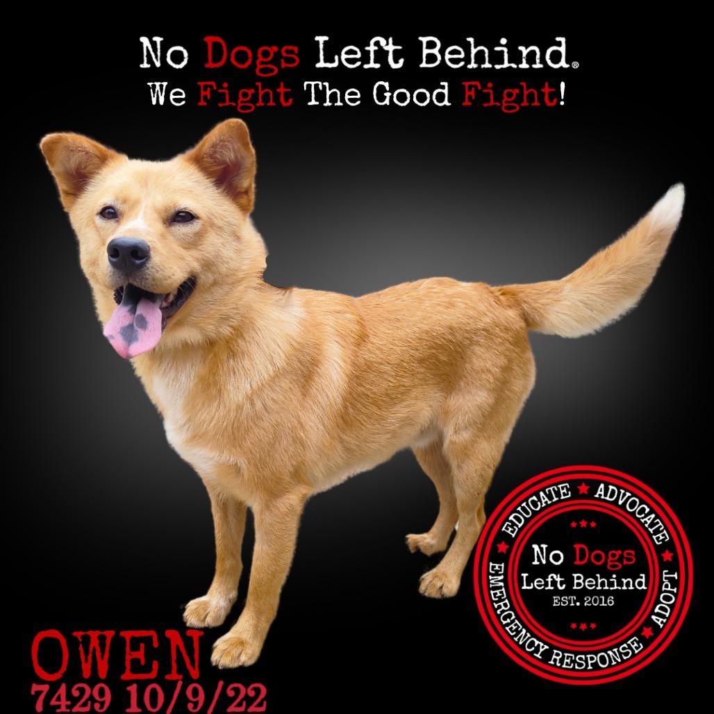 Owen 7429