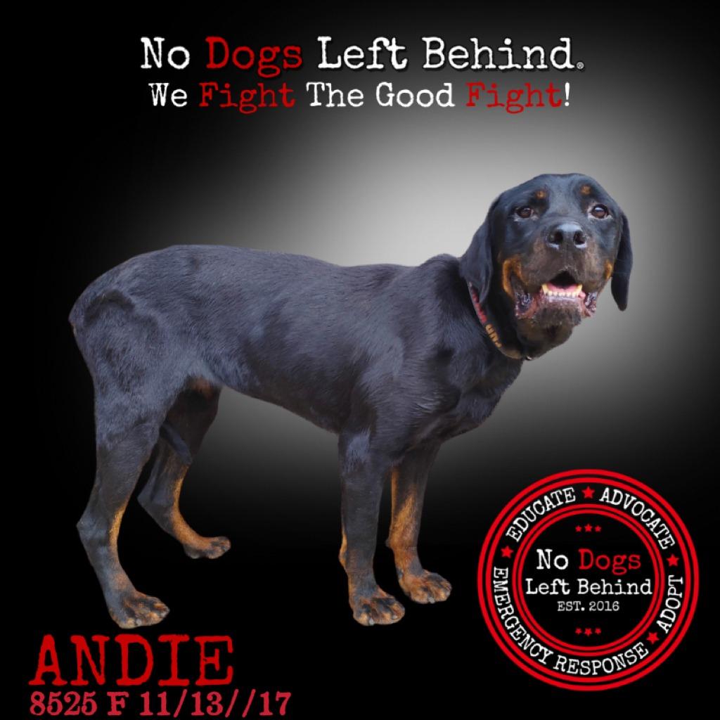 Andie 8525