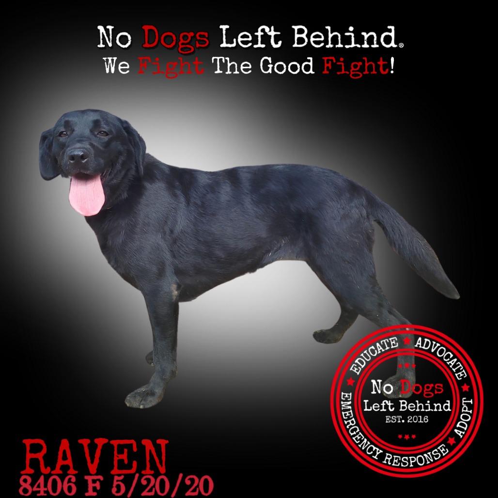 Raven 8406