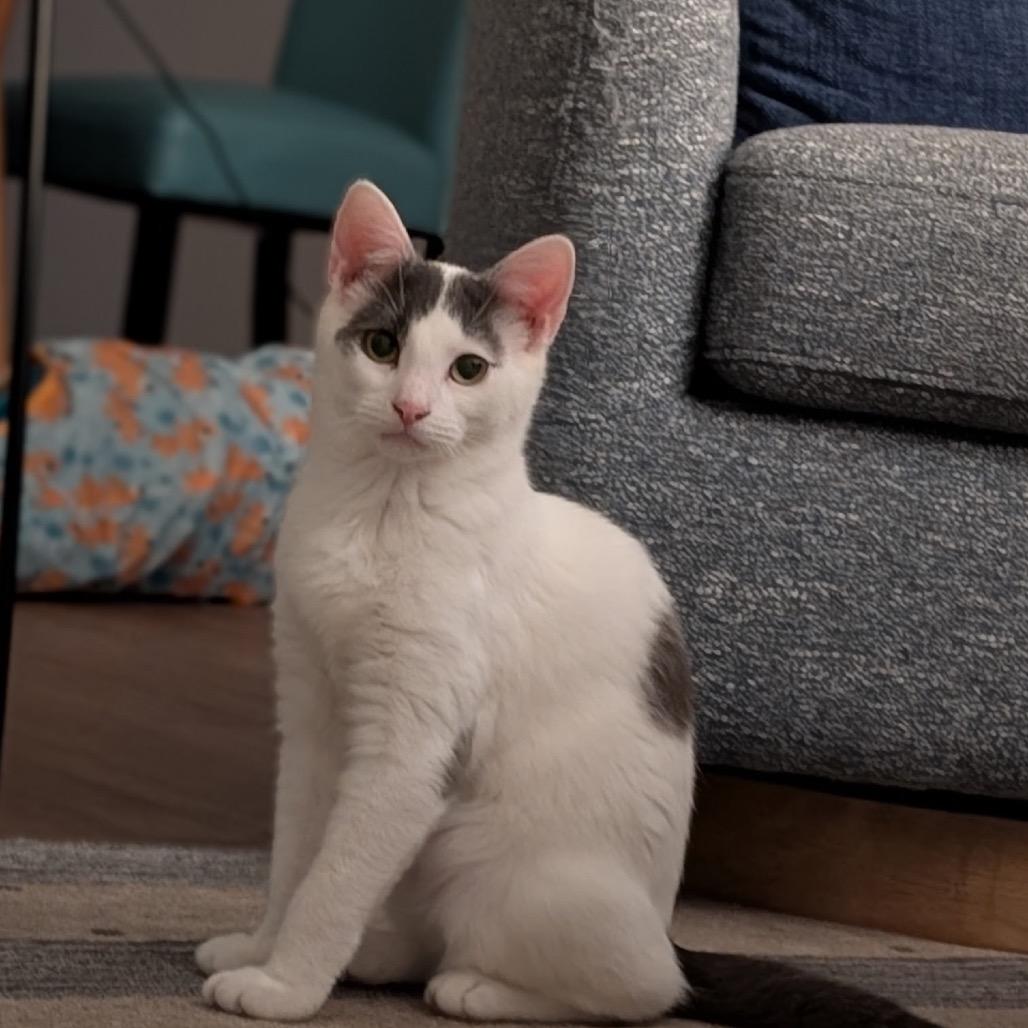 Antonio (Nelson Kitten)