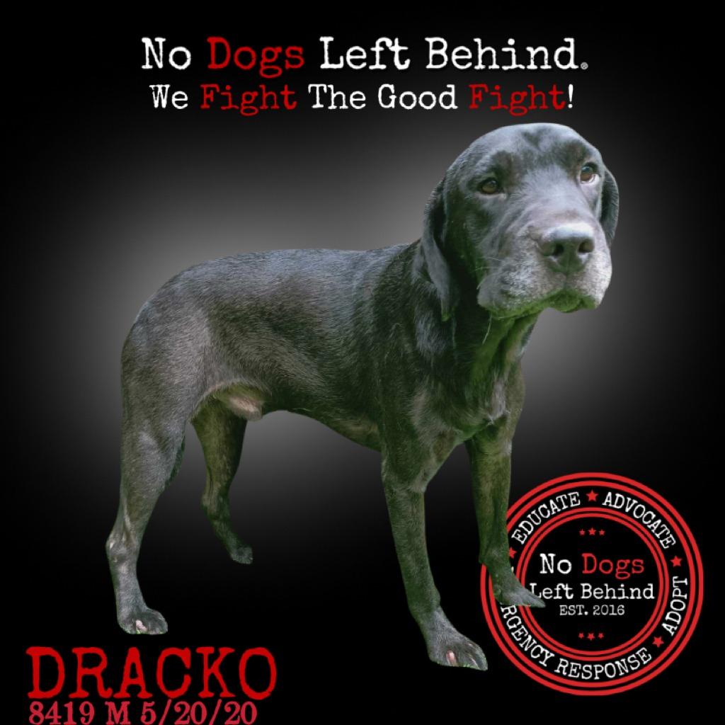 Dracko 8419