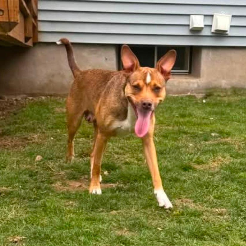 CT Ruby (Fostered in Stafford, CT)