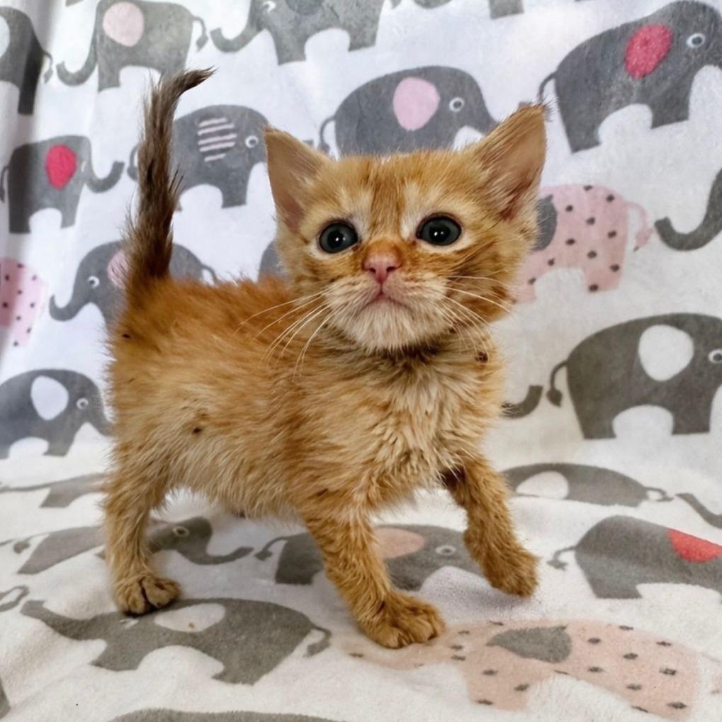 Mufasa
