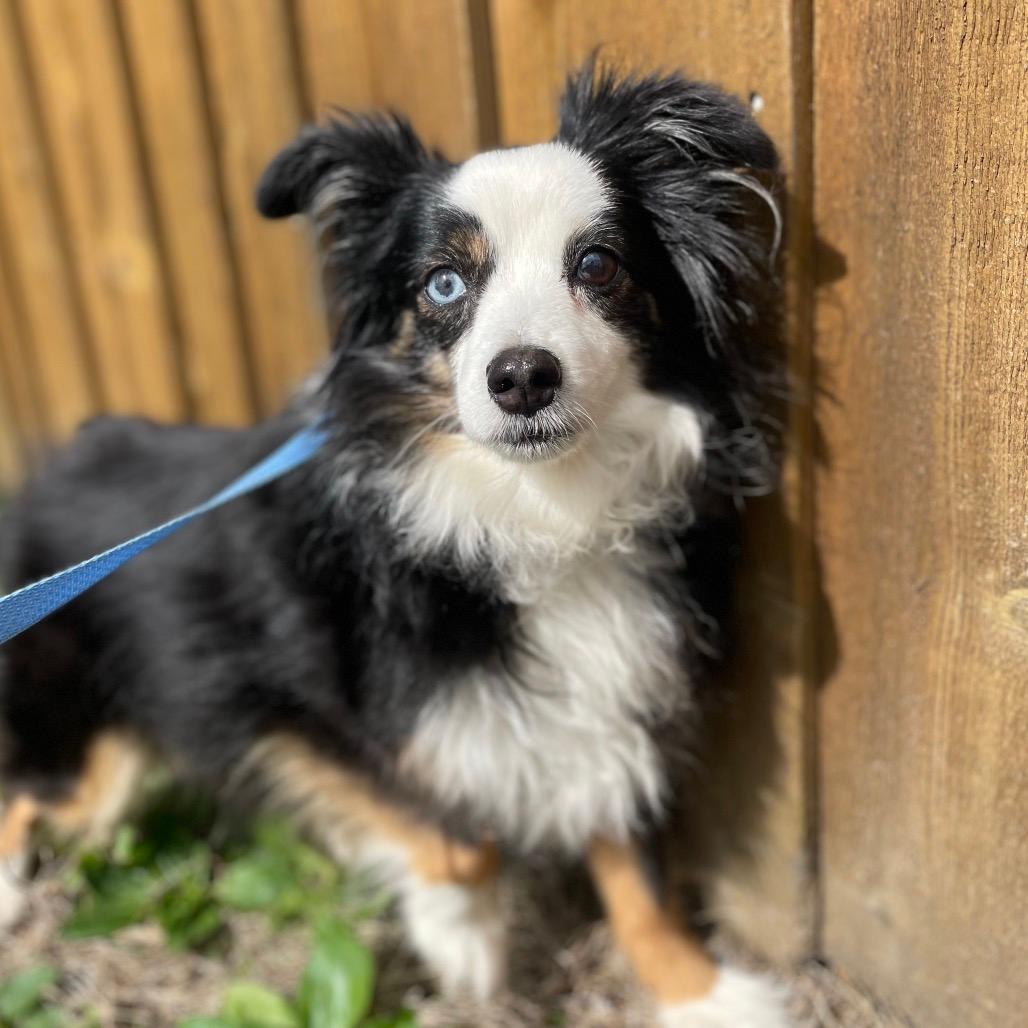 Shelby (bonded to Koda)