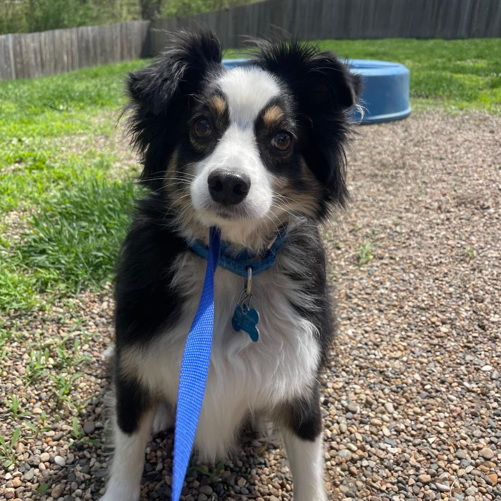 Koda (bonded to Shelby)