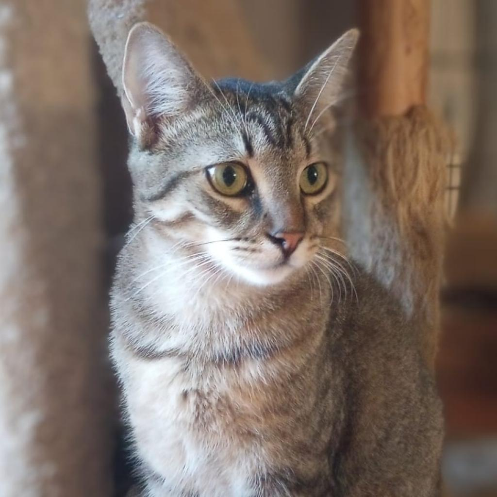 Cacio