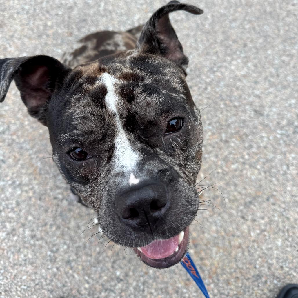 Ryatt *Available Soon*