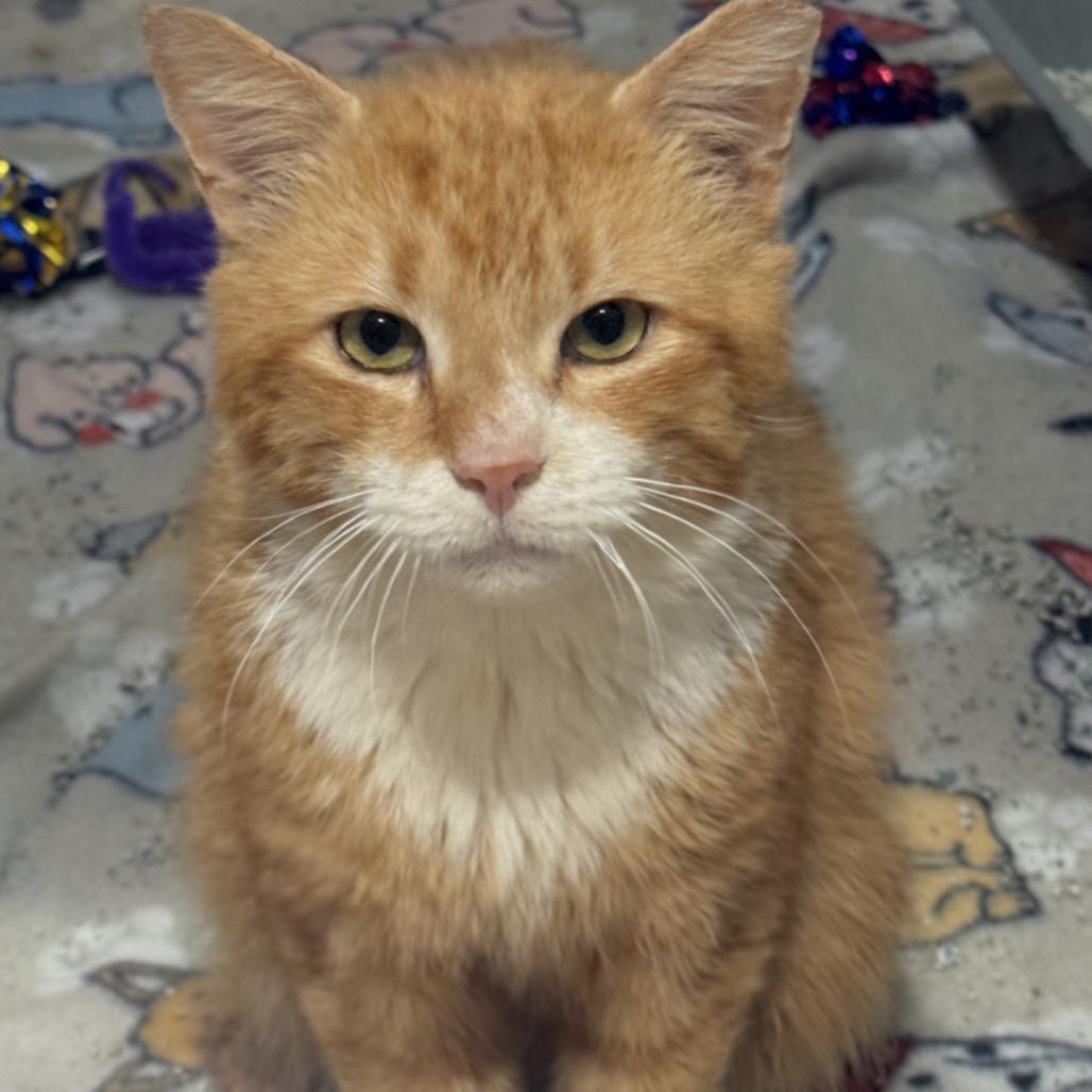 Peter - IN FOSTER