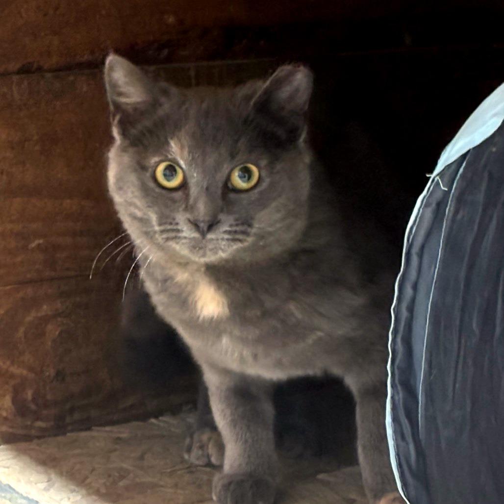 Michelle (Working Cat)