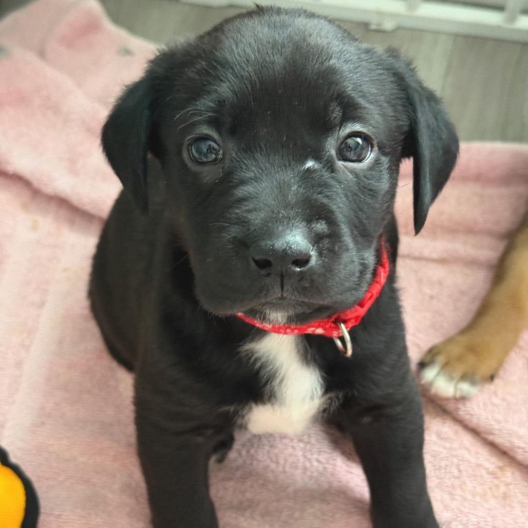 Erickson Margaret Pup