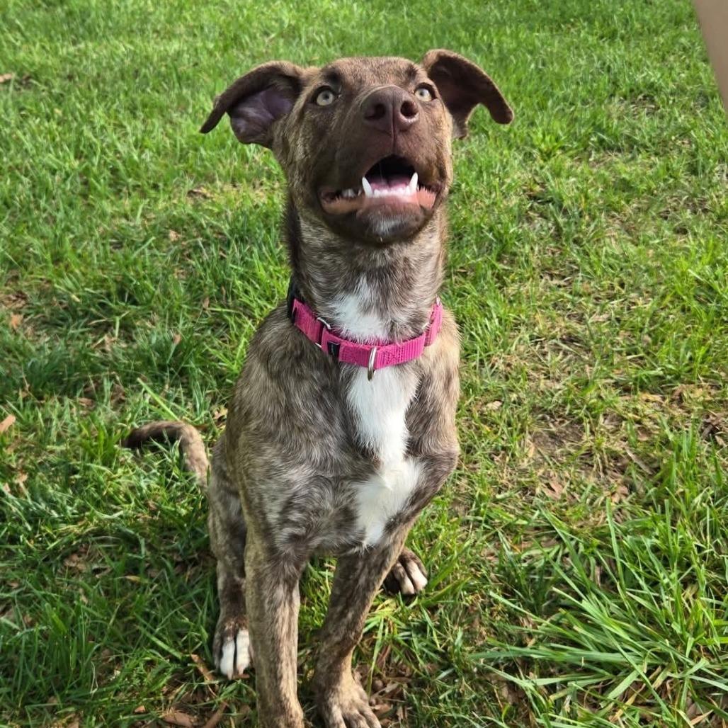 Graycie