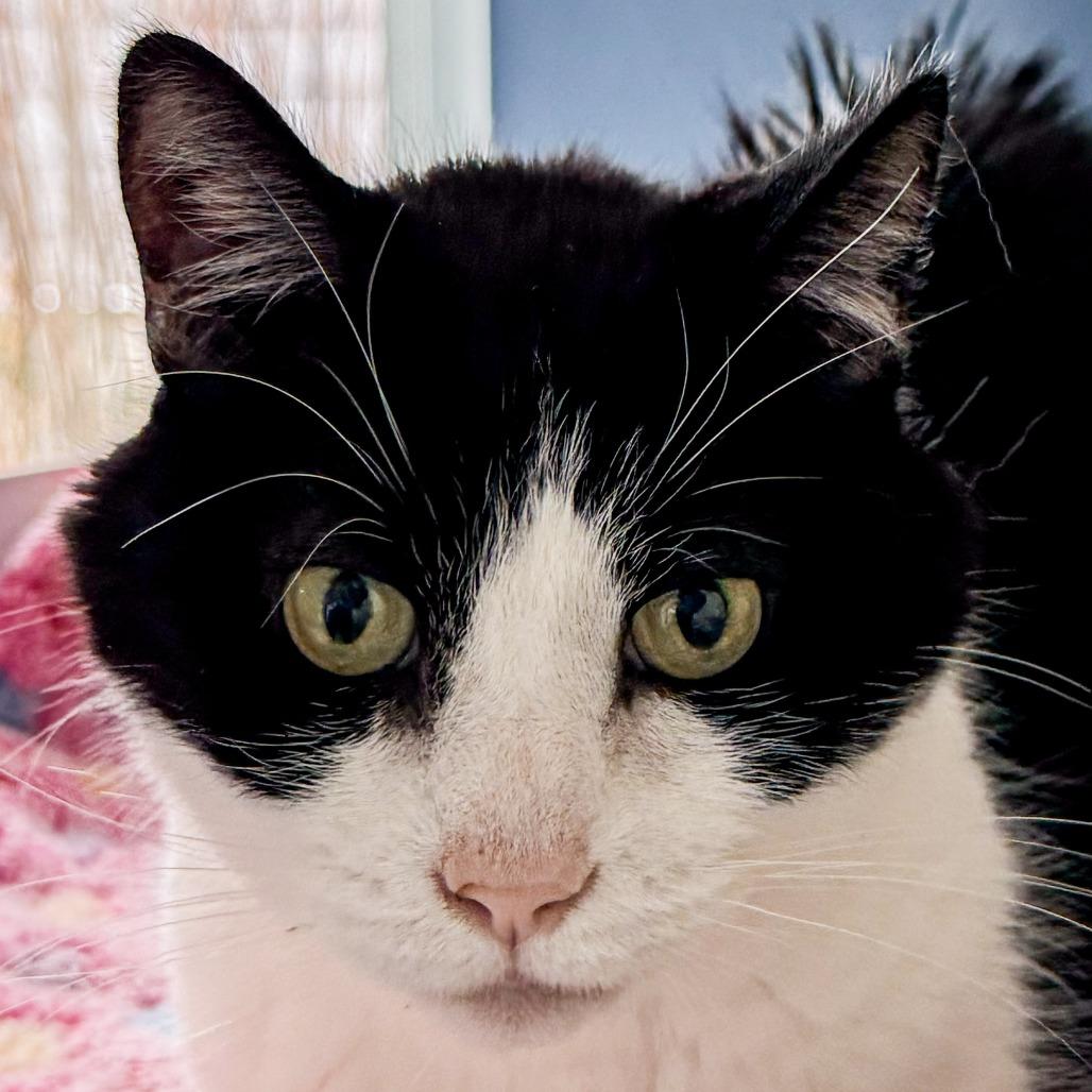 Cosmo *Bonded w/ Catty*