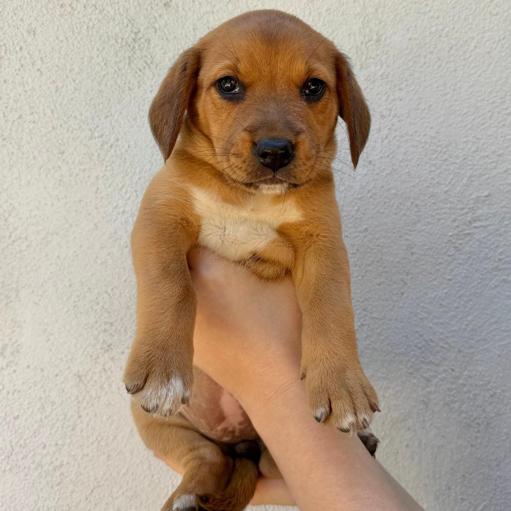 Coco