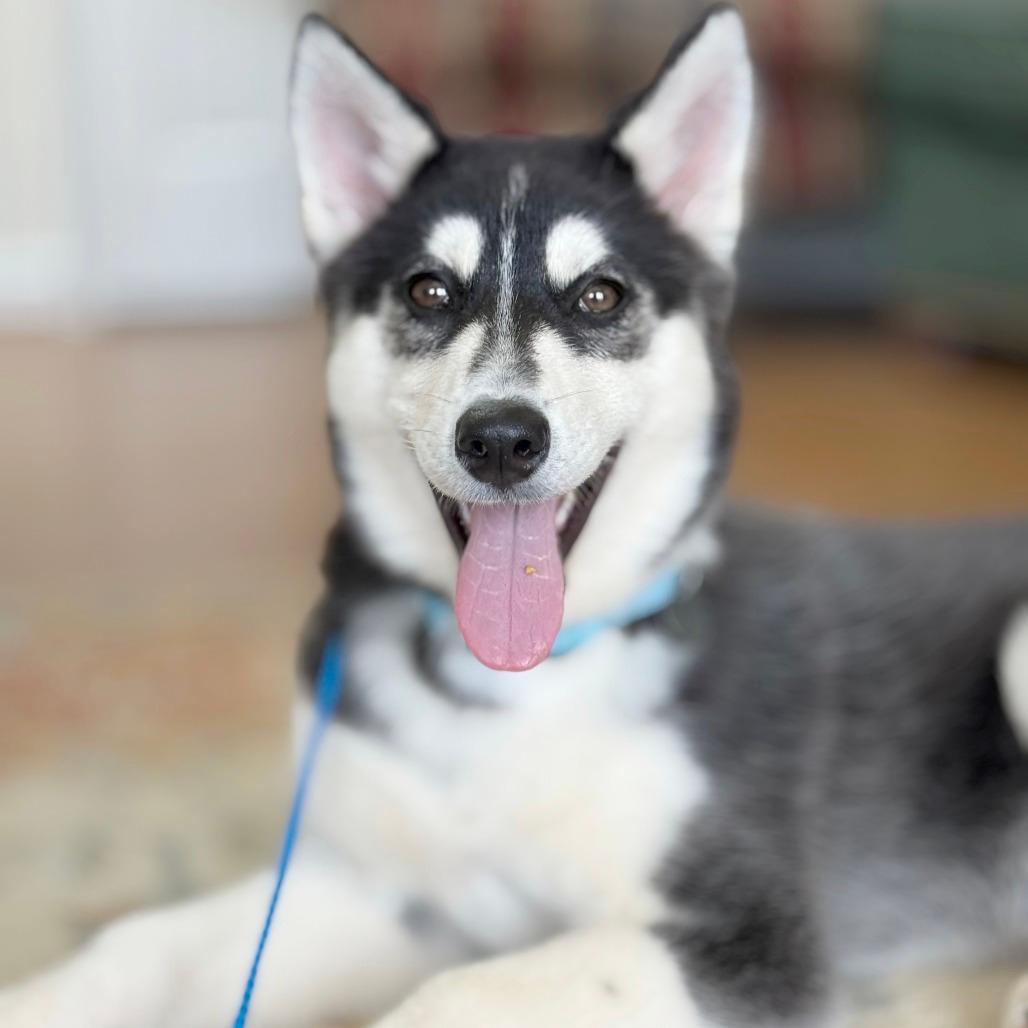 Fiona - 003587 (In Foster)